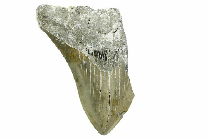 Partial, Fossil Megalodon Tooth - Serrated Blade #368086